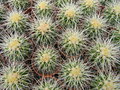 vignette Echinocactus grusonii