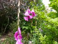 vignette Dierama Pulcherrimum au 02 07 13