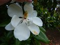 vignette Magnolia Grandiflora exmouth (lanceolata) gros plan parfum autre vue au 02 07 13