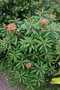 vignette Euphorbia griffithii 'Fireglow'