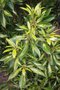 vignette Lithocarpus edulis 'Starburst'