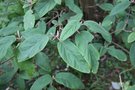 vignette Viburnum buddlejifolium