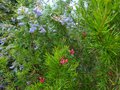 vignette Grevillea Juniperina en compagnie du Ceanothus arboreus trewithen blue au 03 07 13