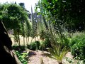 vignette Cycas revoluta, C. australis, Echium pininana