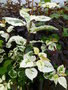 vignette Populus candicans 'Aurora' = Populus x jackii 'Aurora' - Peuplier de l'Ontario