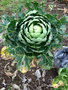 vignette Brassica oleracea var. gemmifera - Chou de Bruxelles