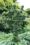 vignette Acer palmatum 'Shishigashira'
