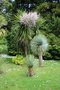 vignette Yucca rostrata et Cordyline australis