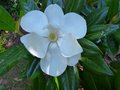 vignette Magnolia Grandiflora exmouth (lanceolata) autre fleur au 08 07 13