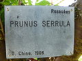 vignette Prunus serrula