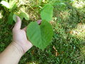 vignette Tilia henryana ssp halimifolium - Tilleul de Henry