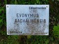 vignette Euonymus sachalinensis