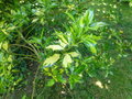 vignette Ilex aquifolium 'Myrtifolia Aurea'