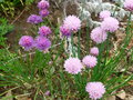 vignette Allium schoenoprasum - Ciboulette