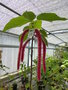 vignette Acalypha hispida