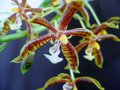 vignette Phalaenopsis mannii