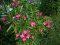 vignette Nerium oleander (laurier rose) claudia trs lumineux au 13 07 13