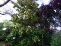 vignette Magnolia Grandiflora exmouth (lanceolata) immense et trs parfum au 13 07 13