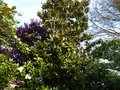vignette Magnolia Grandiflora exmouth (lanceolata) autre vue parfume au 13 07 13
