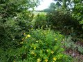 vignette Hypericum Hidcote, Osteomeles, Cistus, Callistemon et Halimium en compagnie au 13 07 13