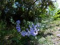 vignette Perovskia atriplicifolia blue spire au 13 07 13