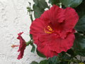 vignette Hibiscus rosa-sinensis rouge fonc