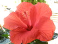 vignette Hibiscus rosa-sinensis rouge
