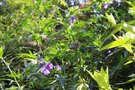 vignette Solanum laciniatum