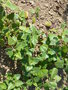 vignette Salvia cacaliaefolia = Salvia cacaliifolia - Sauge  feuilles de Cacalie