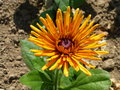 vignette Rudbeckia hirta 'Chim Chiminee'