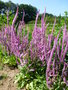 vignette Psylliostachys suworowii 'Bright Rose' - Statice