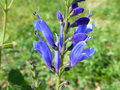 vignette Salvia cacaliaefolia = Salvia cacaliifolia - Sauge  feuilles de Cacalie
