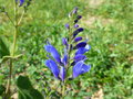 vignette Salvia cacaliaefolia = Salvia cacaliifolia - Sauge  feuilles de Cacalie