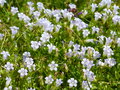 vignette Wahlenbergia hederacea - Wahlenbergie ou Campanille  feuilles de lierre
