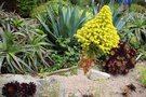 vignette Aeonium arboreum 'Atropurpureum' et A. arboreum en fleurs