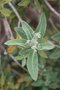 vignette Olearia x oleifolia 'Waikariensis'