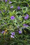 vignette Solanum laciniatum