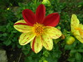 vignette Dahlia bicolore