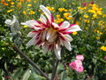 vignette Dahlia bicolore