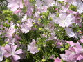 vignette Malva moschata 'Rosea'