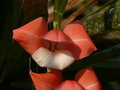vignette Gladiolus papilio, mon jardin