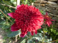 vignette Dahlia rouge   fleur d'anmone