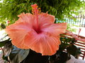 vignette Hibiscus rosa-sinensis rose orang
