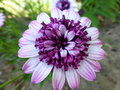 vignette Osteospermum 'Berry White' -  Dimorphothca double