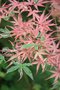 vignette Acer palmatum var. dissectum 'Toyama-nishiki'