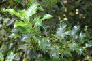 vignette Ilex aquifolium 'Alaska'