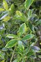 vignette Ilex aquifolium 'Pyramidalis Aureomarginata'