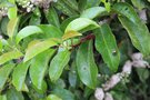 vignette Prunus lusitanica ssp. azorica