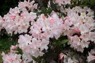 vignette Rhododendron 'Martha Isaacson'