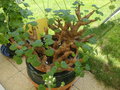 vignette Pelargonium cotyledonis